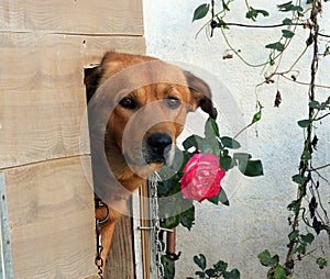 A dog in his kennel and a rose beside