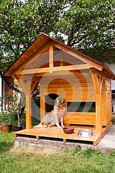 Dog and his new kennel