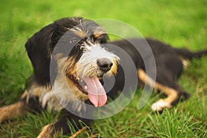 Dog and his owner - Cool dog and young man having fun in a park - Concepts of friendship, pets, togetherness. Man with his dog pla