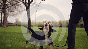 Dog and his owner - Cool dog and young man having fun in a park - Concepts of friendship, pets, togetherness.Man with his dog play