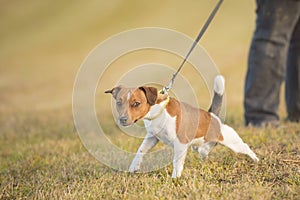Dog pulls on leash - jack russell terrier