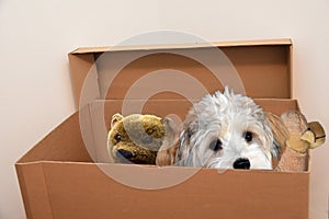 Dog and his toys cuddling in a moving box