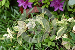 Dog hobble ( Leucothoe catesbaei ) flowers.