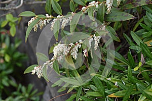 Dog hobble ( Leucothoe catesbaei ) flowers.