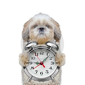 Dog holding an alarm clock in his paws