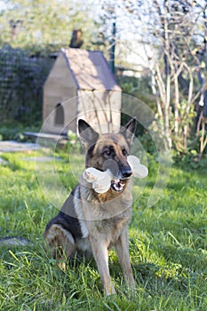 Dog holding big bone in mouth