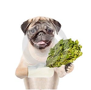 Dog holding a birch broom. isolated on white background