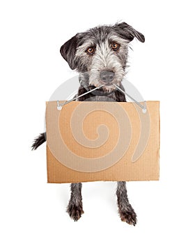 Dog Holding Blank Cardboard Sign