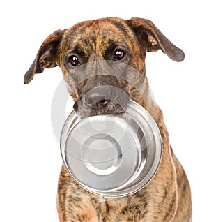 Dog holding bowl in mouth. isolated on white background