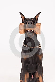 Dog holding dumbbell with click training