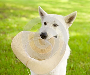 Dog holding hat in his mouth