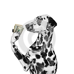 Dog holding in its paws a lot of money