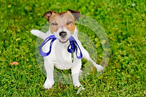 Dog holding leash in mouth waiting for walk