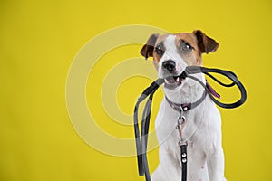 The dog is holding a leash on a yellow background. Jack Russell Terrier calls the owner for a walk.