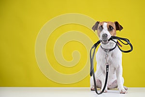 The dog is holding a leash on a yellow background. Jack Russell Terrier calls the owner for a walk.