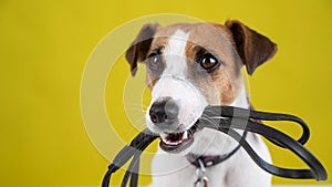 The dog is holding a leash on a yellow background. Jack Russell Terrier calls the owner for a walk.