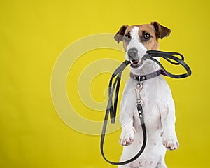 The dog is holding a leash on a yellow background. Jack Russell Terrier calls the owner for a walk.