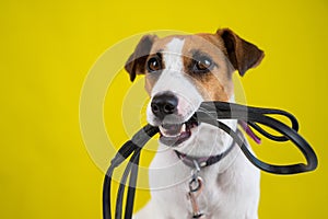 The dog is holding a leash on a yellow background. Jack Russell Terrier calls the owner for a walk.