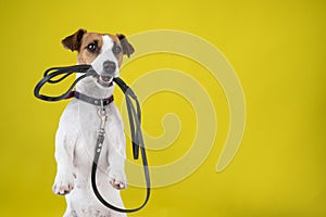 The dog is holding a leash on a yellow background. Jack Russell Terrier calls the owner for a walk.