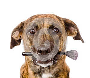 Dog holding makeup brush in its mouth. on white