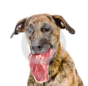 Dog holding meat in its mouth. isolated on white background