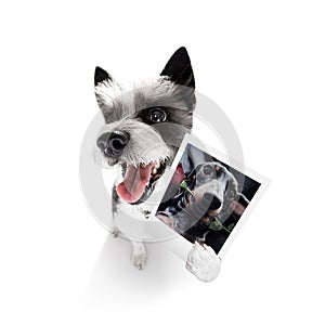 Dog holding a photogrpah of a dog