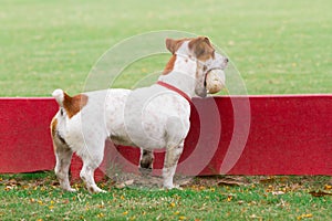 Dog holding polo ball