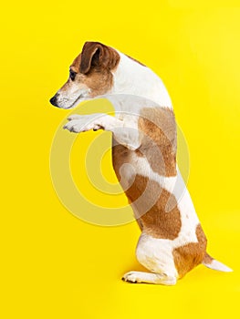 A dog holding a product. Template for ad poster.