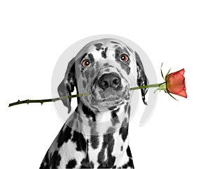 Dog holding a rose in his mouth