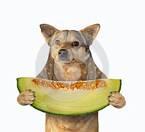 Dog holding slice of melon