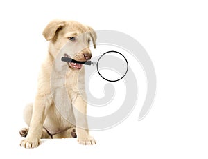 Dog holding in teeth a magnifying glass