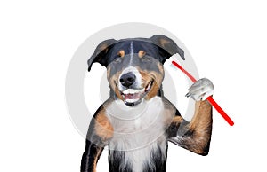 Dog holding a toothbrushes, perfect smile dog