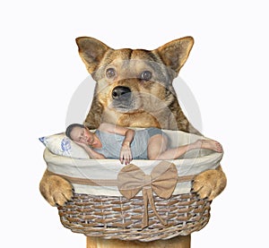 Dog holds basket with sleeping man