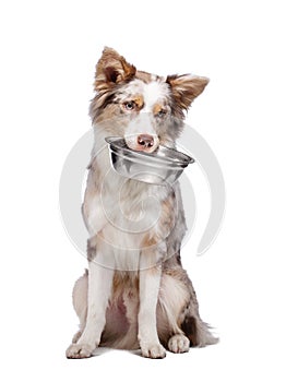 Dog holds a bowl for food in his teeth. healthy food for pets. Border Collie on a white background