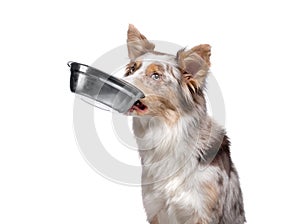 Dog holds a bowl for food in his teeth. healthy food for pets. Border Collie on a white background