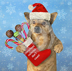 Dog holds Christmas boot with sweets 2