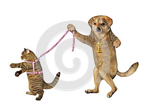 Dog holds its cat on leash