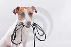 The dog holds a leash in his mouth on a white background. Jack russell terrier calls the owner for a walk.