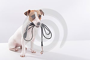 The dog holds a leash in his mouth on a white background. Jack russell terrier calls the owner for a walk.