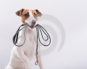 The dog holds a leash in his mouth on a white background. Jack russell terrier calls the owner for a walk.