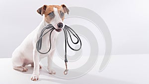 The dog holds a leash in his mouth on a white background. Jack russell terrier calls the owner for a walk.