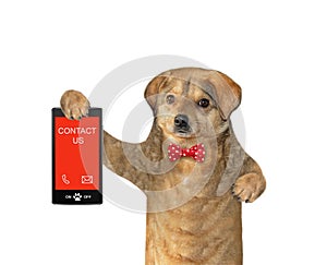 Dog holds phone with text contact us