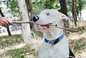 The dog holds a stick in his mouth