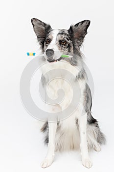 The dog holds a toothbrush in its mouth and reminds you to brush your teeth. Border Collie dog in shades of white and