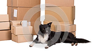 Dog home move