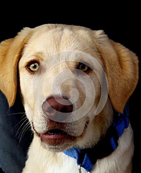 Dog honey brown in color with large eyes photo