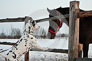 Dog and horse