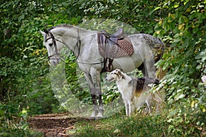 Dog and horse in forest