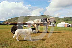 Dog and Horse in front of Mongolian yurts