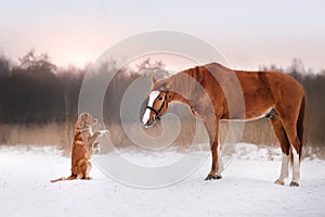 Dog and horse outdoors in winter